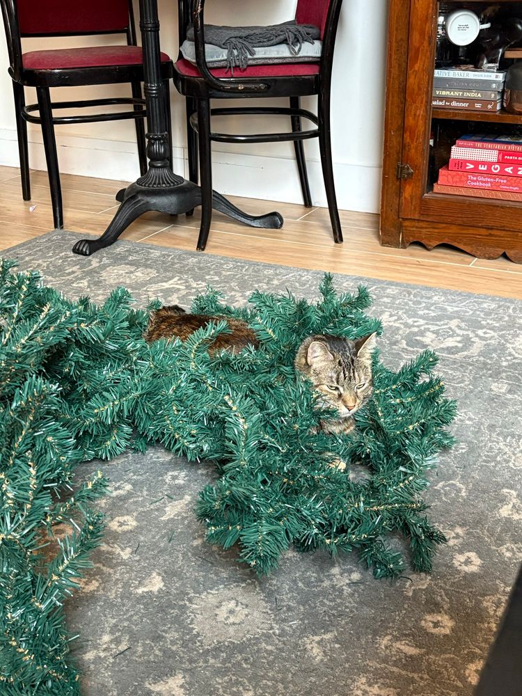 Cat sleeping in green garland