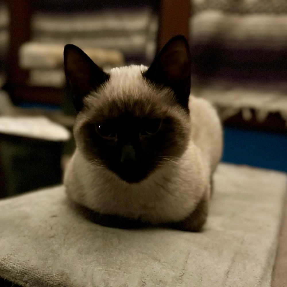 Siamese kitten (dark brown face, ears, and almost hidden legs) sitting on a cushion being cute