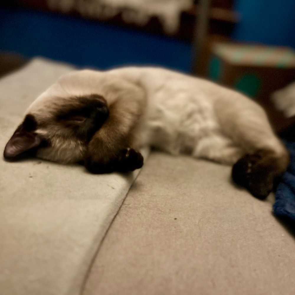 Siamese kitten sound asleep with his paw covering his face. 