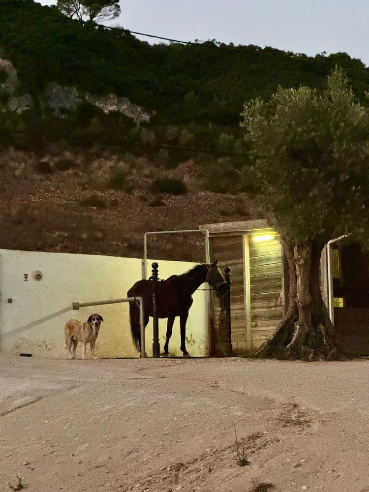Large black horse standing in a wash bay with a large dog staying with him as he's recovering from the sedation at dusk as the night skies start and they are under the lights. 