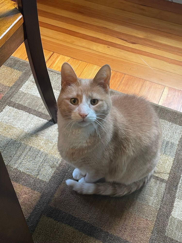 A pale orange cat with white feet, chest, and nose, tiny ears, and giant ears, his tail tucked around his feet and his fur looking extra plush, looks up at the camera with concerned hopefulness
