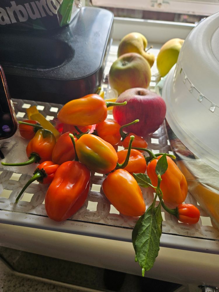 A photo of a dozen or so home grown ripe Scotch Bonnet Peppers from our home garden next to some homegrown British apples that we got from friends & neighbours. Its on little white shelf thing next to a food microwave cover, a phone and a cheese toasty machine
