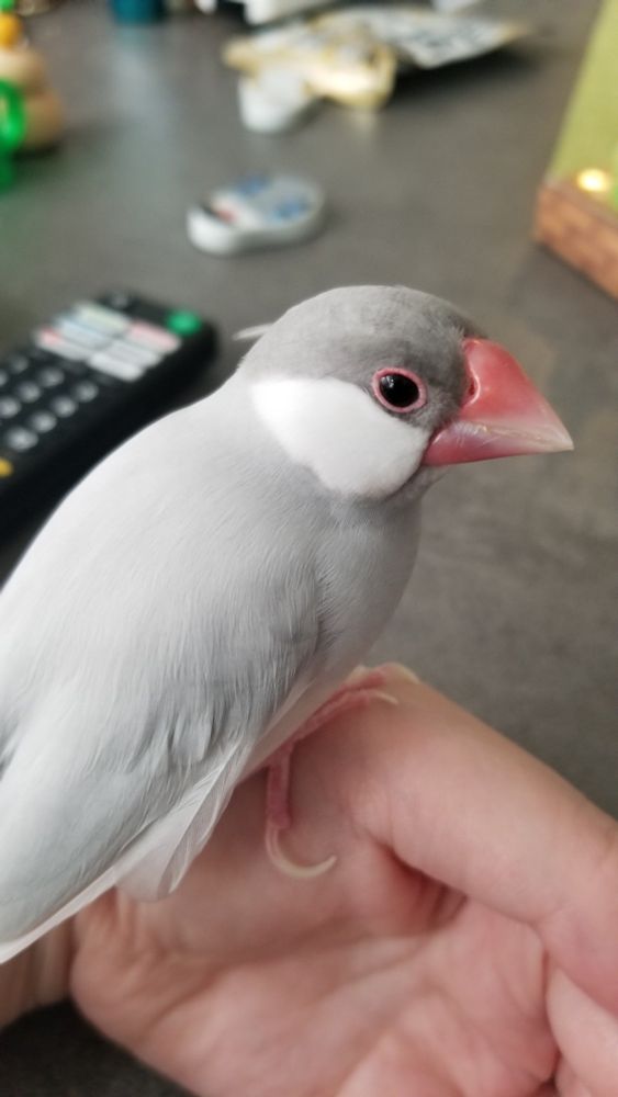 頭の羽毛が抜けかけているシルバー文鳥