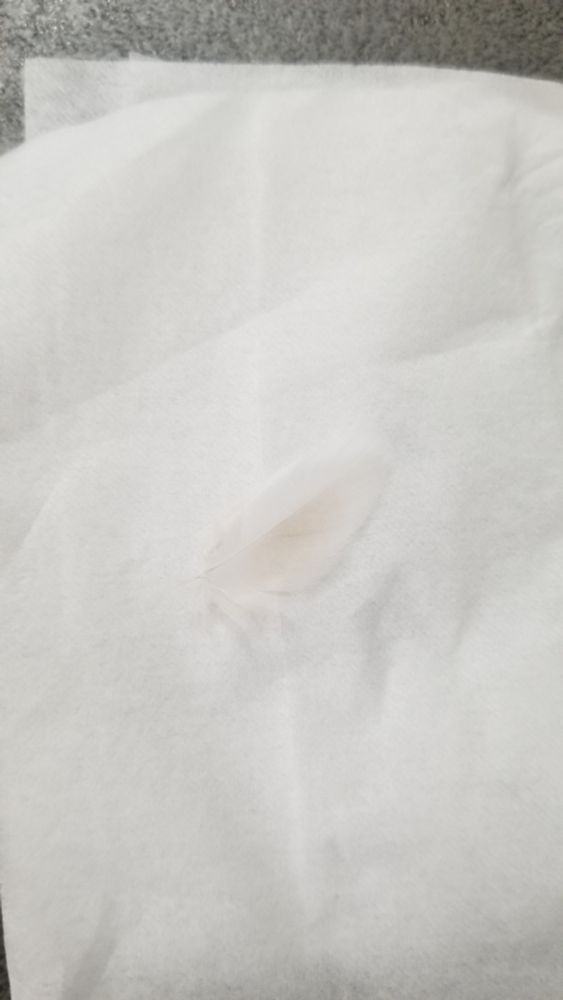 シナモン文鳥の雨覆羽(推定)