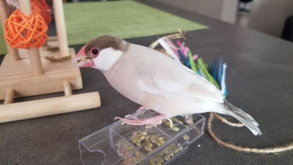 フォージングトイから青米を食べるシナモン文鳥