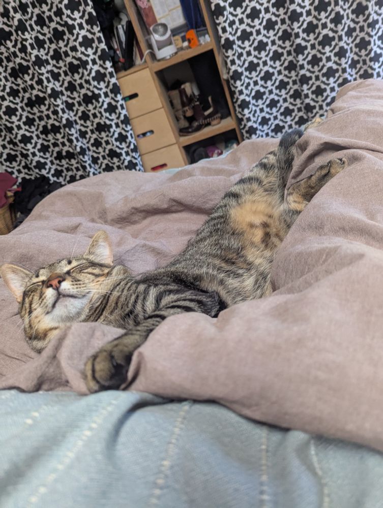 Picture of a stripey cat passed out with belly in the air and double chin prominently featured 
