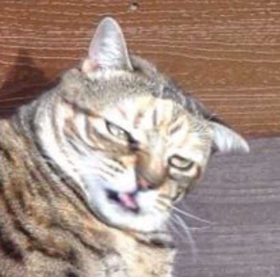 Cat looking rather unwell 