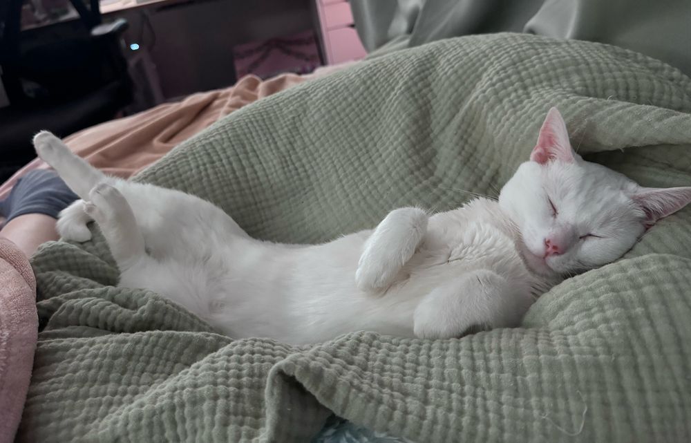 White cat named Spaghet asleep on her back