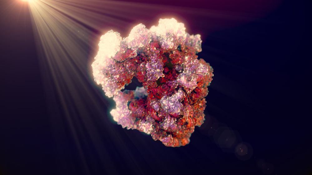 Visualisation of the Cryo-EM structure of the 6 hpf zebrafish embryo 80S ribosome, which is shown semi-transparent and backlit, with rays of light falling on it and making it glow