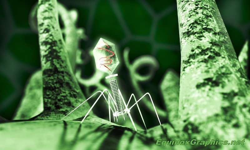 A bacteriophage, or phage, is a virus that infects bacteria. It consists of an icosahedral (20-sided) head, which contains the genetic material (red), a tail and tail fibres, which fix it to a specific receptor site on the bacterium. The tail injects its genetic material into the bacterium, and this hijacks the bacterium's own cellular machinery, forcing it to produce more copies of the virus. Flagella from the bacteria can be seen, both near the site of infection and spiralling away into the distance
