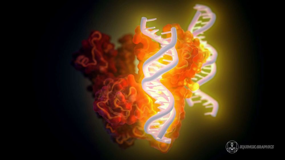 Illustration of the structure of the FOXP3 protein, here shown as a dimer (red translucent surface with ribbon structure visible inside) binding with two separate strands of DNA (glowing yellow)