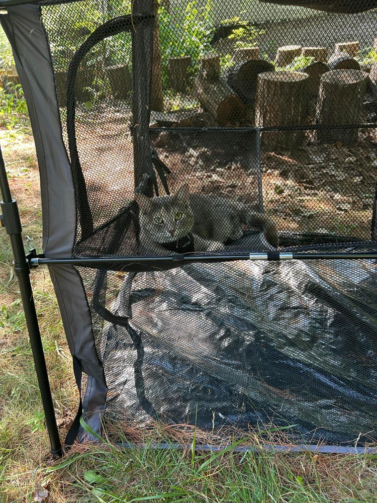 Tabby cat in a cat playpen