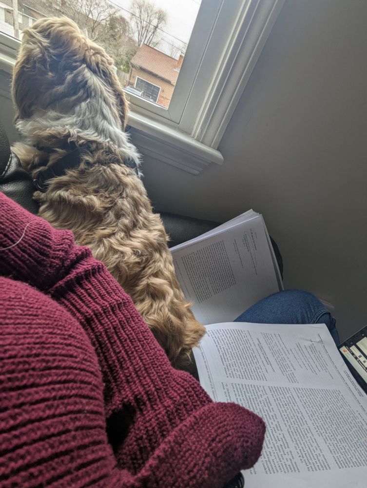 A very fluffy Shih Tzu perched on a lap to look out a window and the lap is also crowded with piles of papers and articles and a laptop