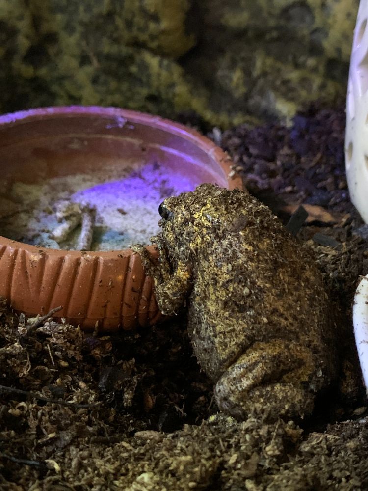 Soup, a sort of burrowing yellow-brown frog creature, with his little hands on the edges of his bowl, peering at the worms inside. His butt is a little wrinkly.