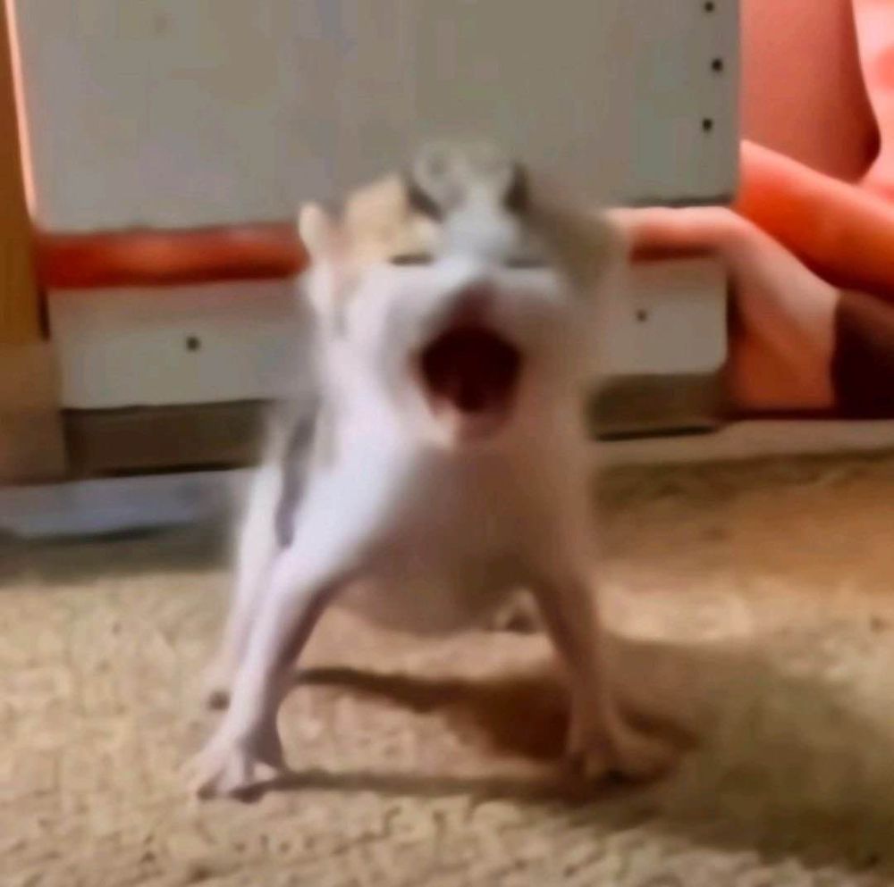 kitten that looks like it's screaming