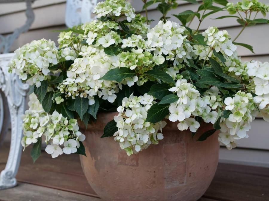 Hydrangea Fairytrail White - dwarf white shrub