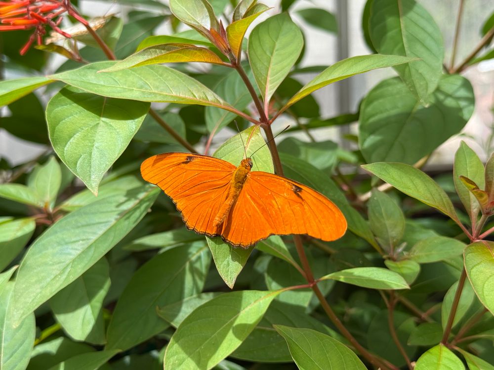 A close-up of a bright orange butterfly