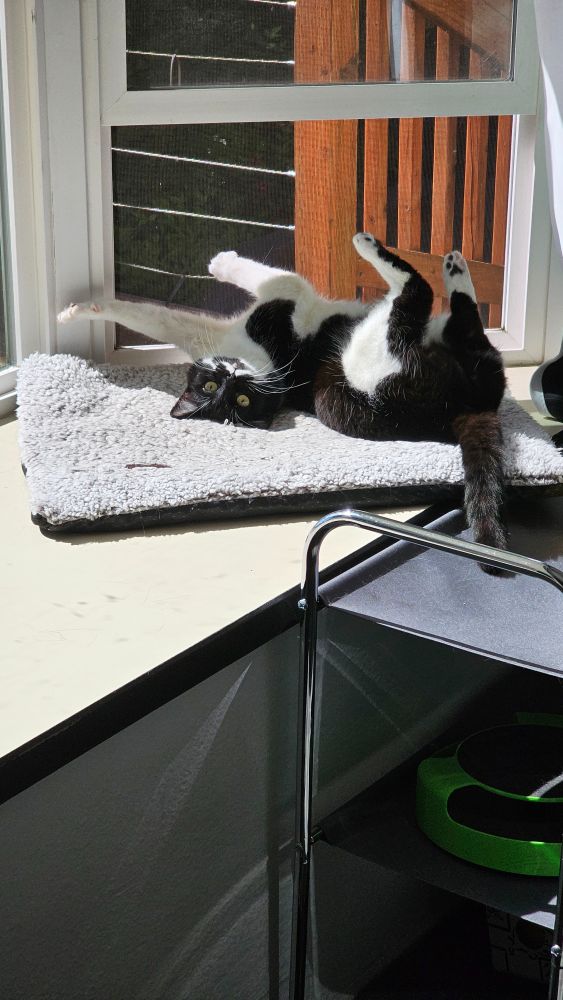 The same black and white cat maintains eye contact with the camera and sticks her legs up