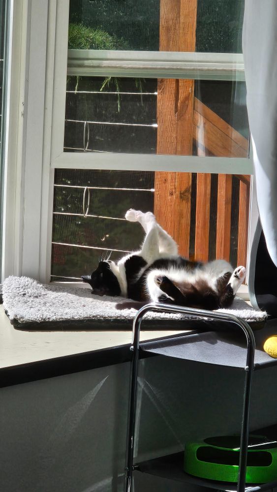 A black and white cat lies on her back in front of an open window. 