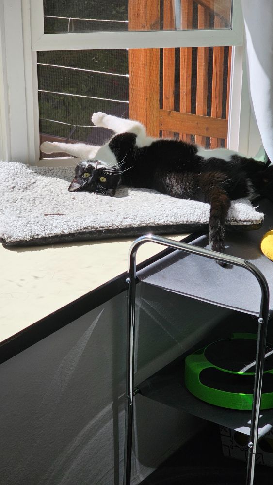 The same black and white cat looks back at the camera, still upside down