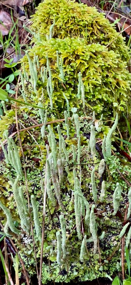 Powderhorn cup lichen growing out of a mossy log. 