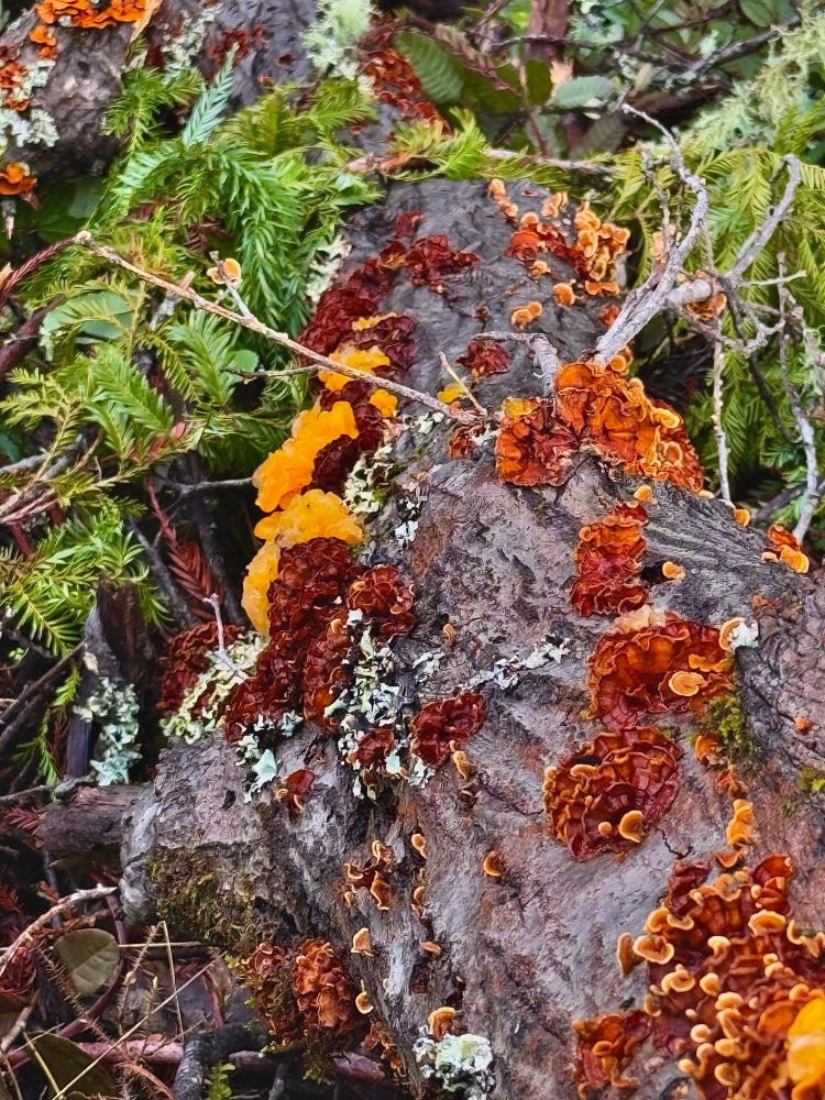 A fallen tree with many patches of rust-colored hairy curtain crust in bunches. Popping out of and consuming a few of those are vibrant clumps of golden ear fungi, with some black stone flower lichen hanging around the perimeter. 
