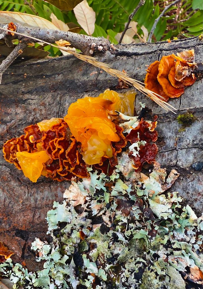 Closeup of the relationship between golden ear fungi, hairy curtain crust & black stone flower lichen. The crust is feasting on the log & the golden ear is equally feasting upon the crust. The lichen is a content roommate and is flourishing on the underside of the trunk. 