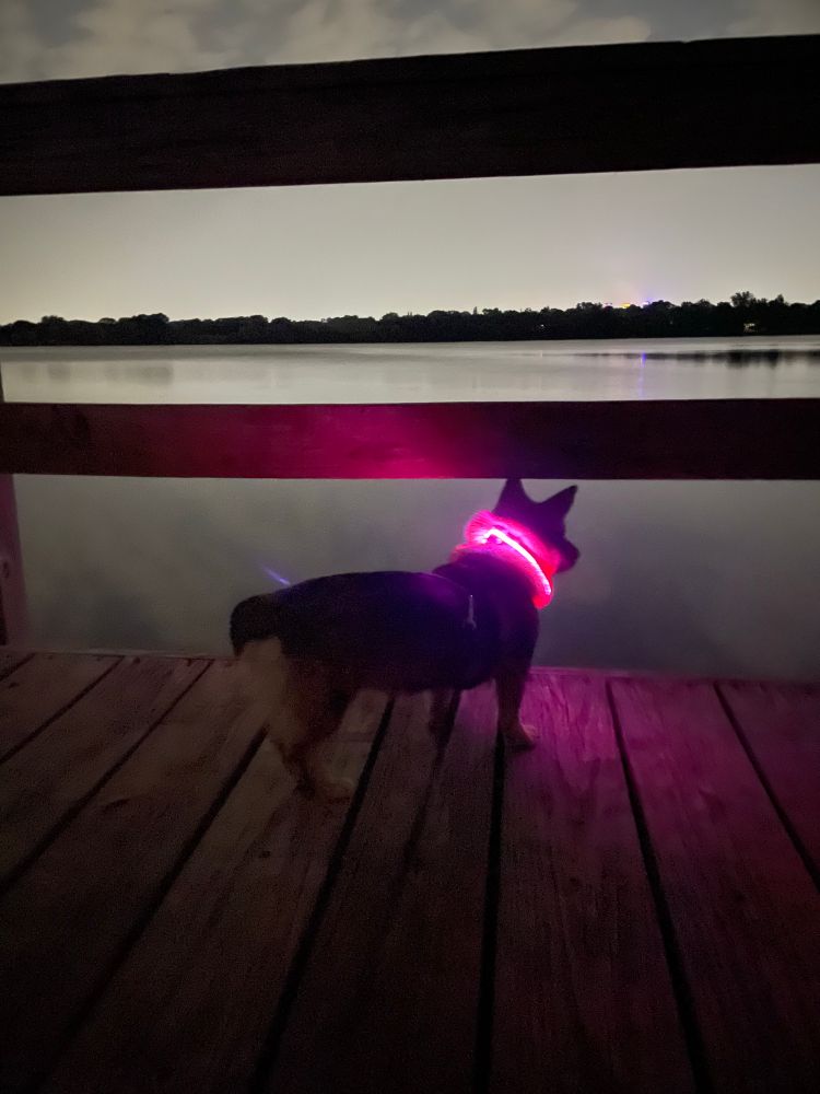 Puppy silhouetted against a dock on a lake