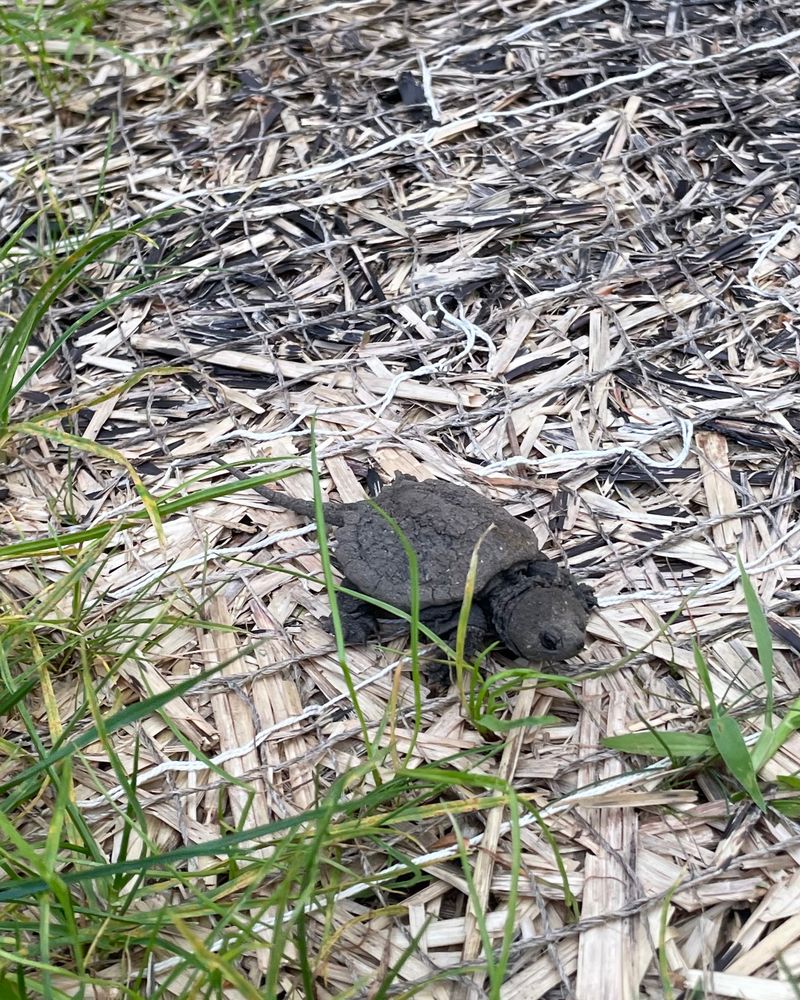 A TEENY

absolutely EENSY little turtle on some grass, thatch, and landscape fabric