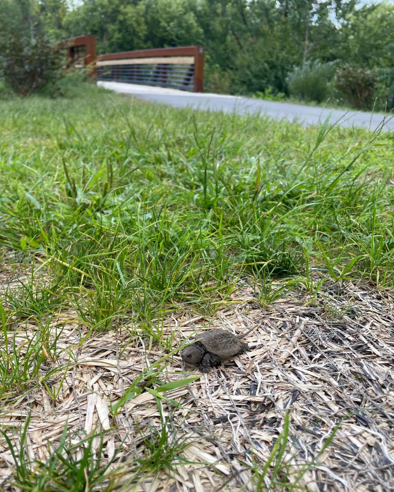 Little turtle some distance away from the pedestrian bridge over Minnehaha creek 
