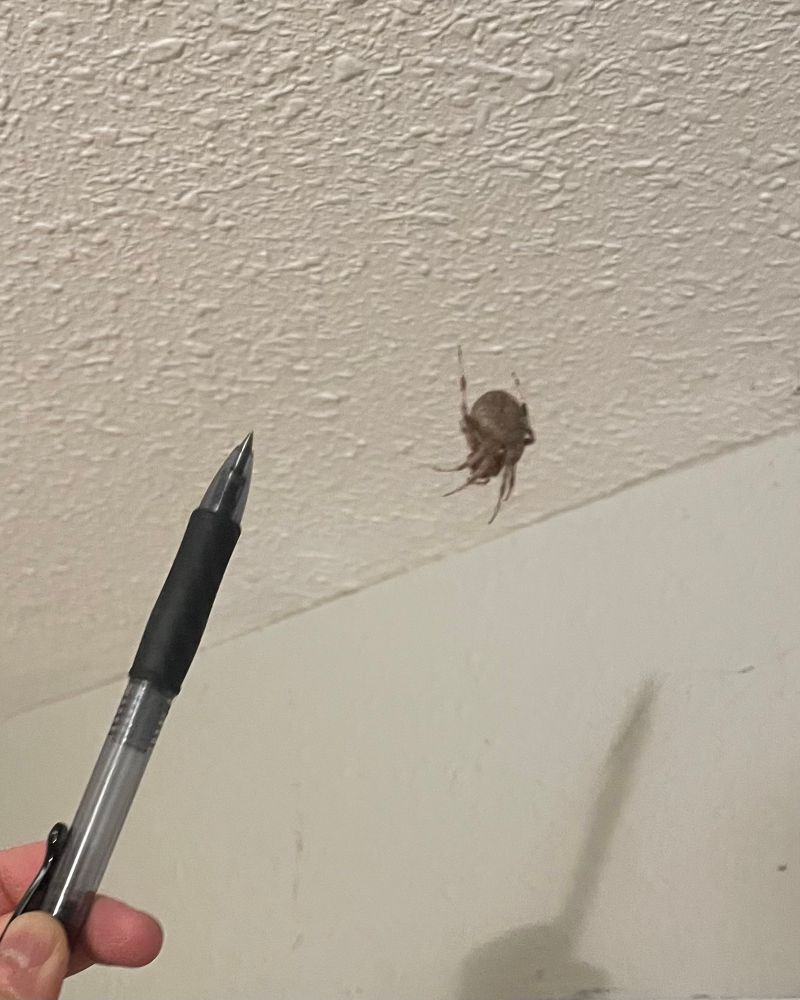 Big bag of a spider with a pen for scale (its abdomen is about the size of a dime)