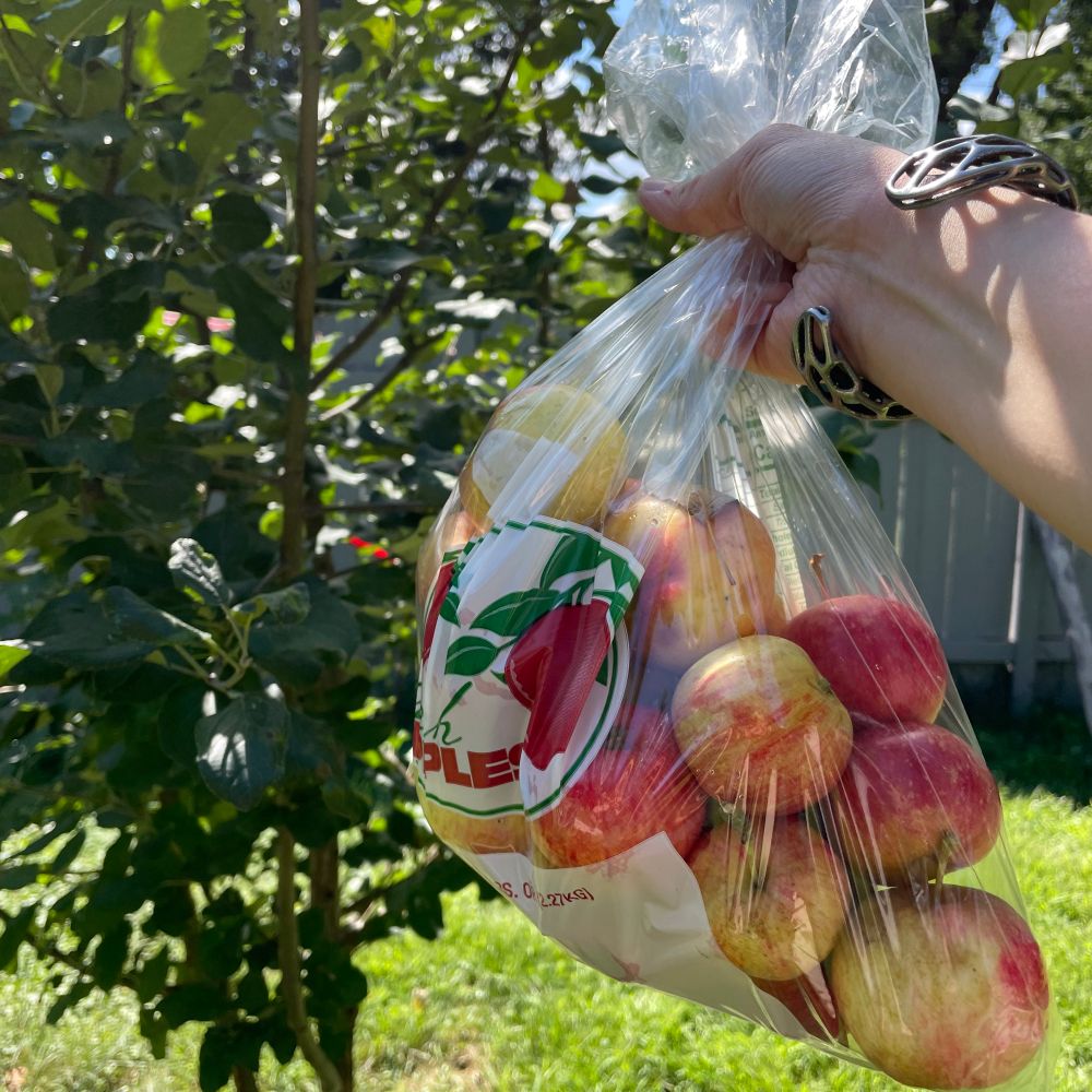 Holding a bag of chestnut crabapples from a farm in my defiantly barren apple tree’s stupid face. Do better next year.