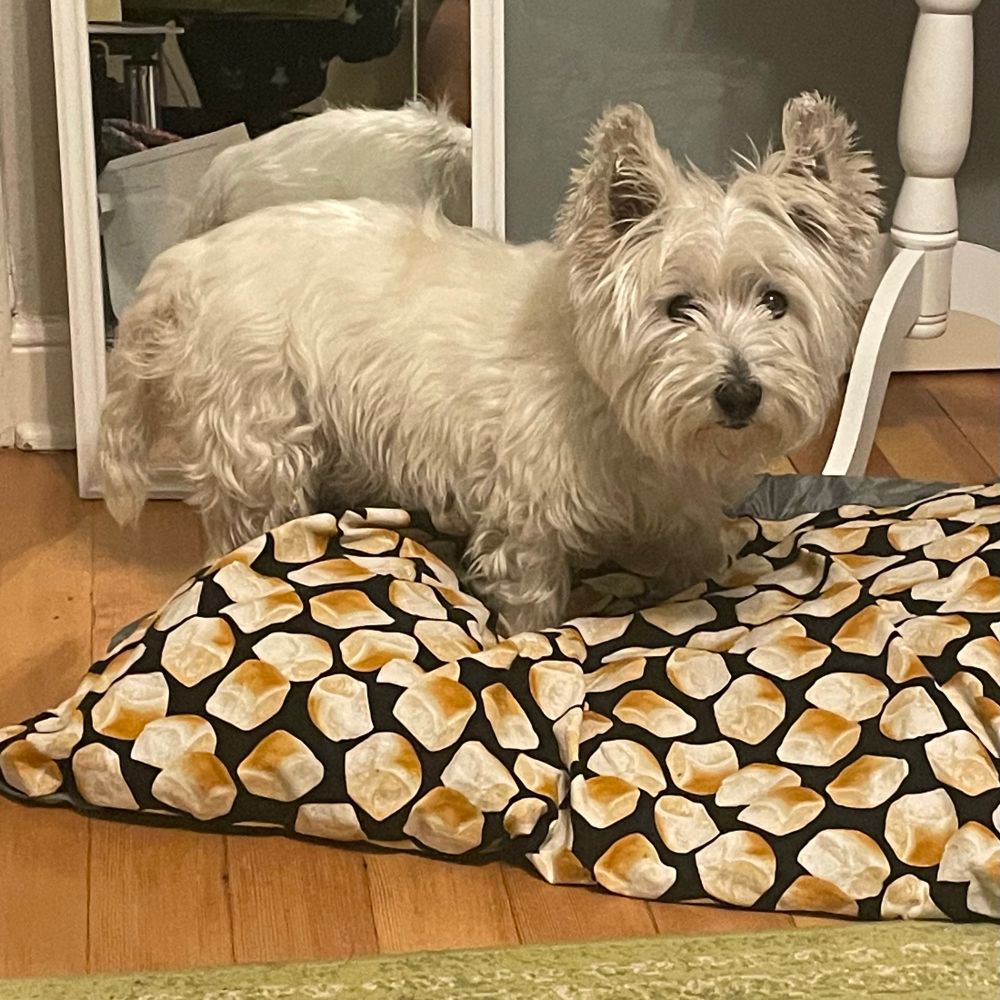 An exceptionally fluffy but disheveled westie dog standing on a bed printed to look like dinner rolls