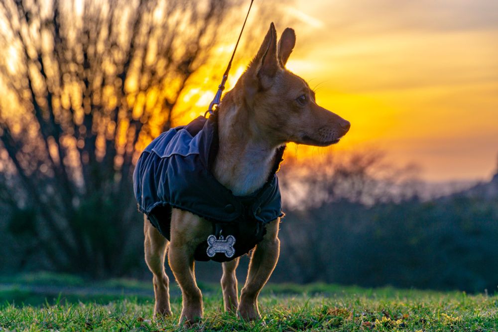 Small beige dog with large ears and wearing a winter jacket looks off camera. He stands in the grass against a beautiful golden hour sunset and there is a bare tree silhouetting the skyline.