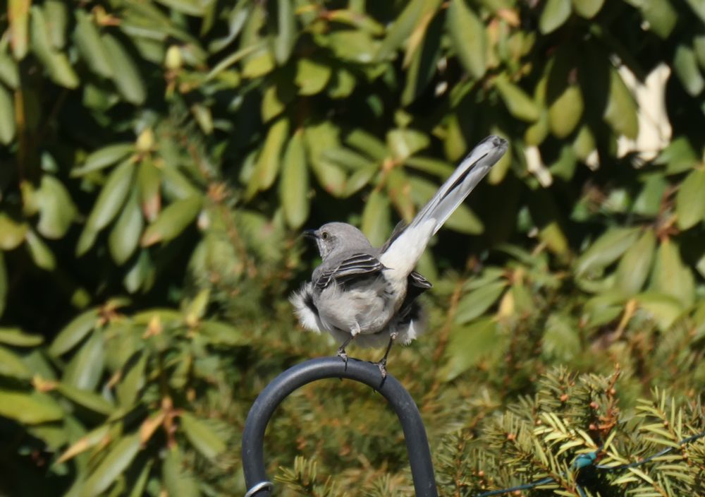 bird with a gray head and a white underbelly stands on a metal hook against a background of leaves. its body faces away from the camera with its long tail held high up in the air