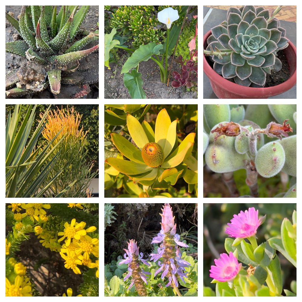 A collage of pictures of flowers. 