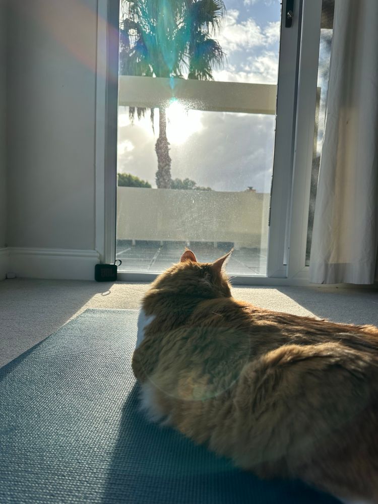 A photo of a cat on a yoga mat.