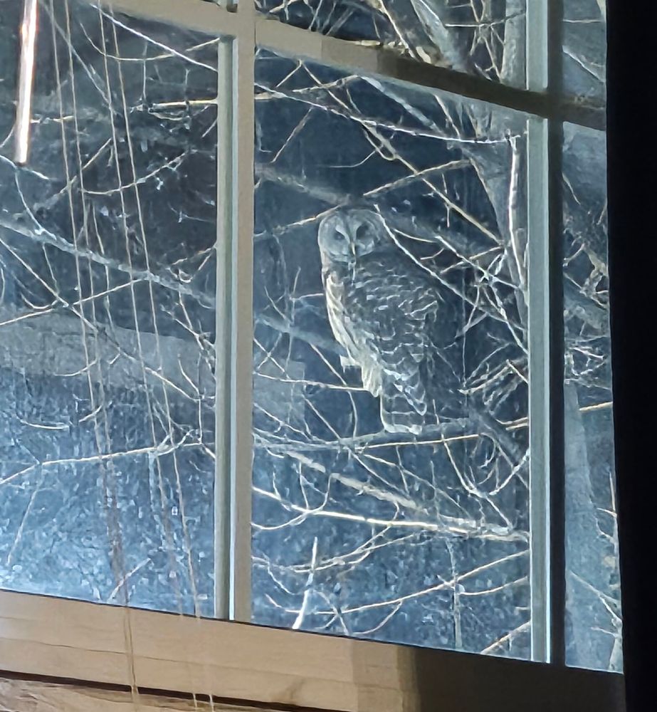 Owl outside of our window