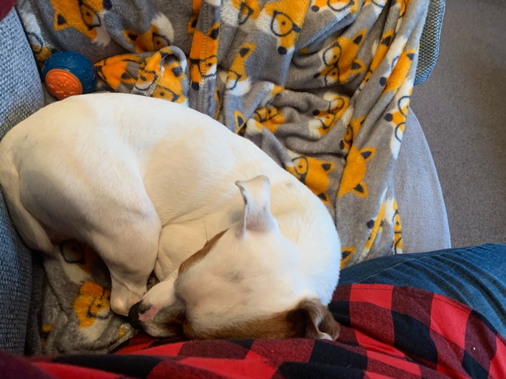 Ted a brown and white Jack Russel snuggling against a leg on a blanket.