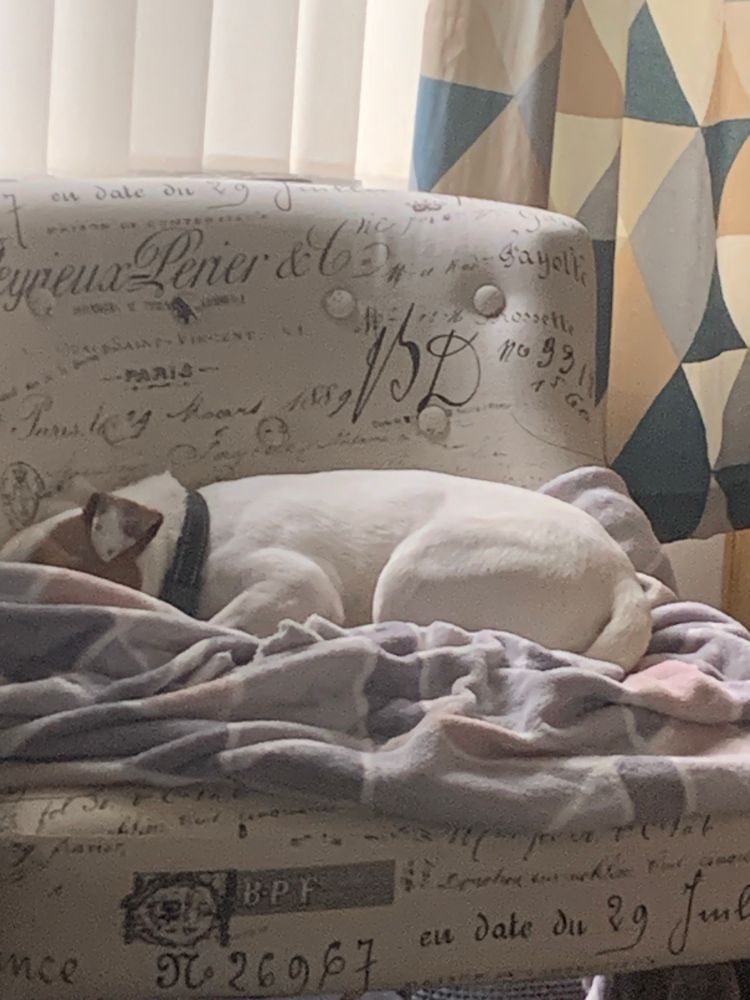 Mr. Ted. A brown and white Jack Russel/Staffie mix Lounging on chair, probably asleep.