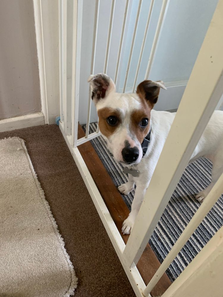 Mr. Ted. A brown and white Jack Russel/Staffie mix giving “please can I go for walkies” eyes. While I’m lacing my boots.
