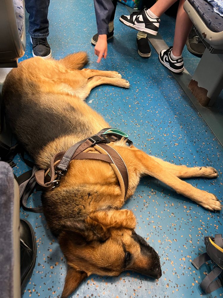 Tally relaxing on the tube