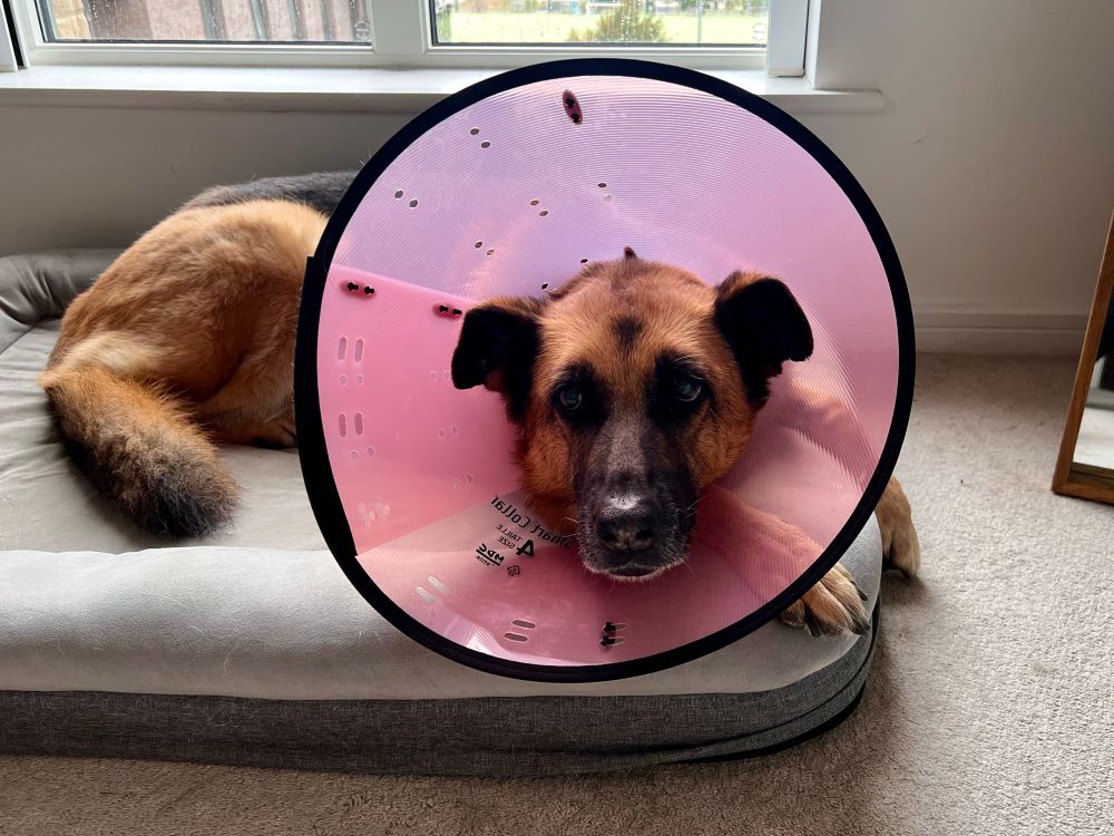 Tally the GSD in her bed wearing her cone, looking into shot. 