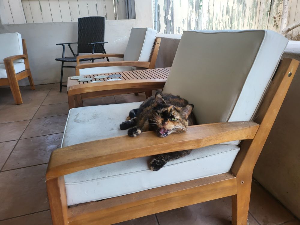 A cat resting on a chair