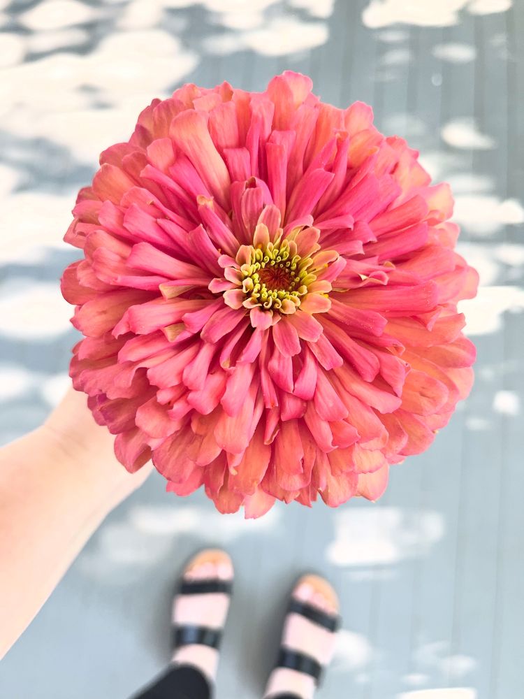 Senora zinnia 