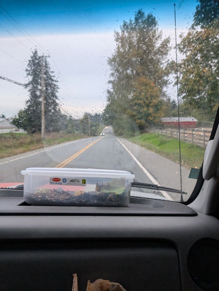 A photo from the point of view of the passenger seat of a U-Haul, a forested rural street with a mini carrier terrarium in the view. 