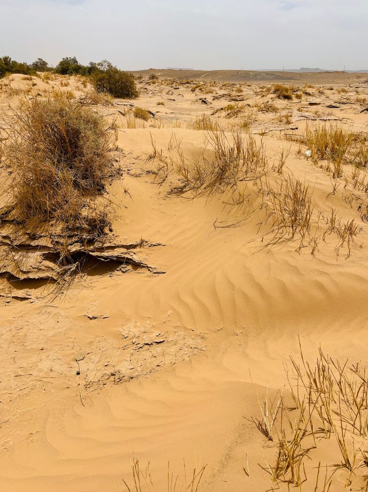A sandy desert landscape in southern Morocco with brown plants sticking up through the dunes. 