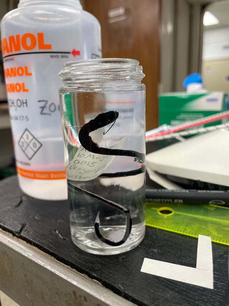 Dragonfish 