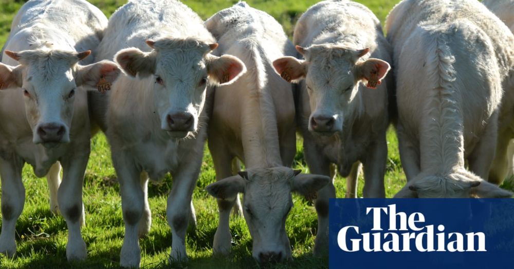 EU pumps four times more money into farming animals than growing plants