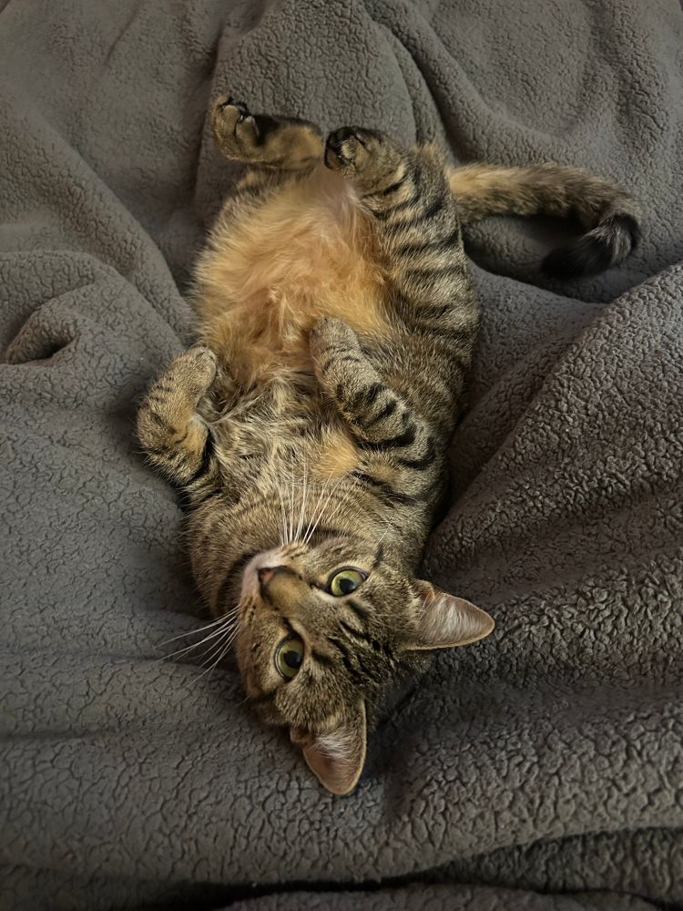 Brown Tabby kitten on her back, paws and feet in the air curled up 